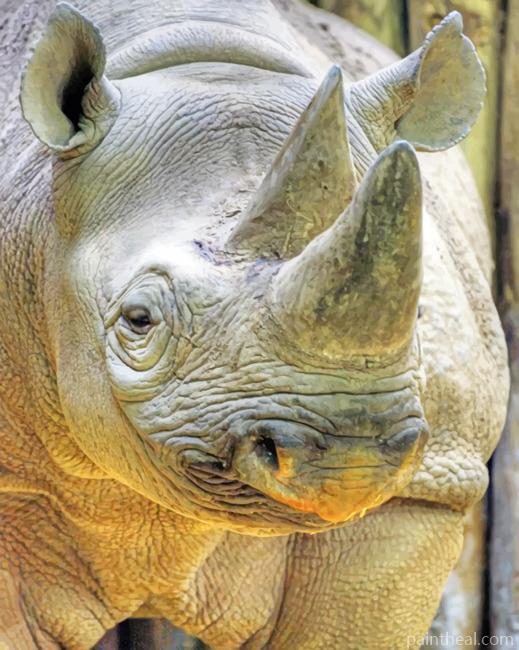 Grey Rhinoceros Painting By Numbers Kits