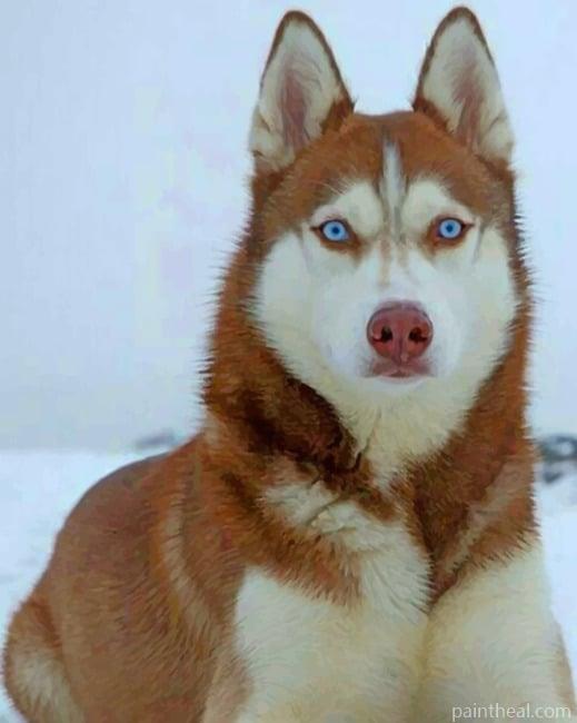 Brown Husky With Blue Eyes Painting By Numbers Kits