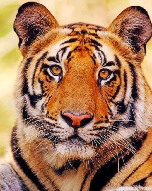 Bengal Tiger Staring Painting By Numbers Kits