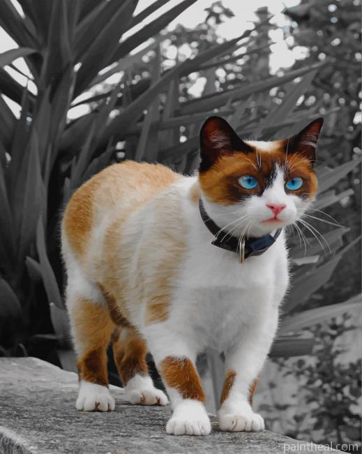 Blue Eyed Siamese Cat Painting By Numbers Kits