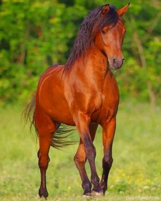 Bay Horse Painting By Numbers Kits