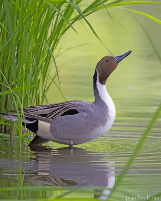 Mallard Duck In River Painting By Numbers Kits