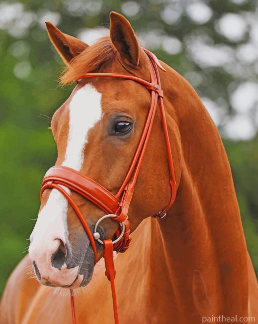 Brown Horse Closeup Painting By Numbers Kits