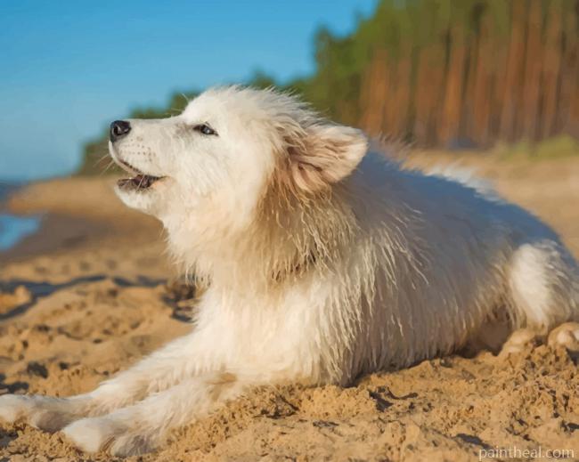 Cute White Doggy Painting By Numbers Kits
