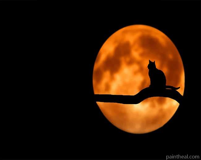 Moon Cat Painting By Numbers Kits