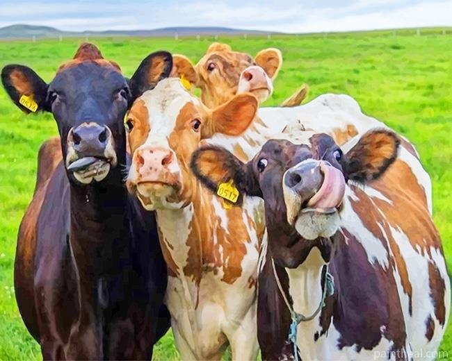 Happy Cows NEW Painting By Numbers Kits