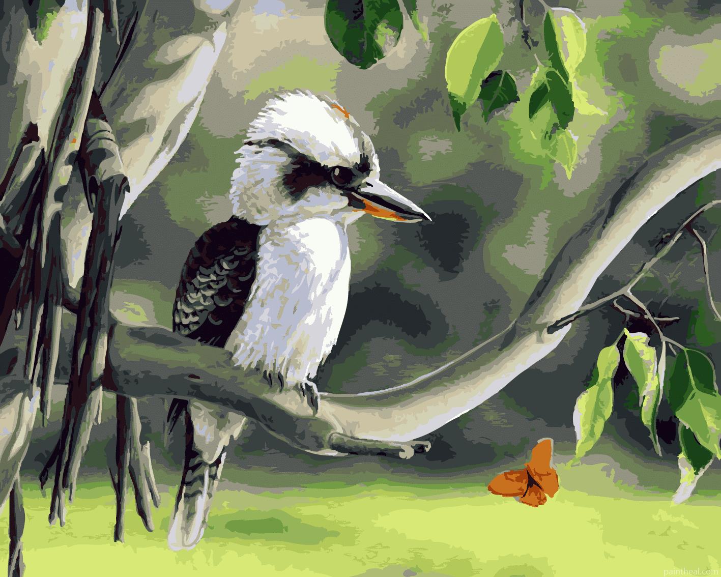 Kookaburra on Branch Birds Painting By Numbers Kits
