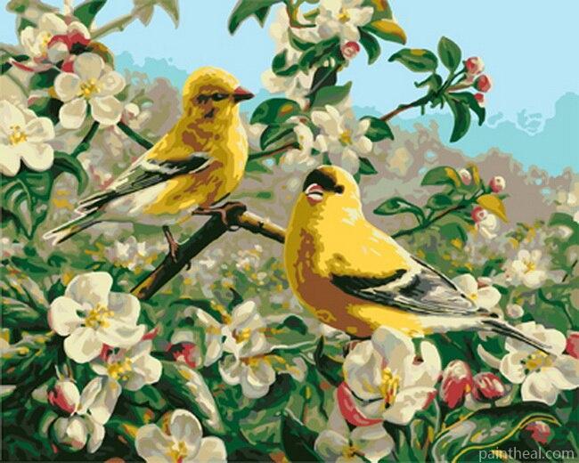 Goldfinch Bird Birds Painting By Numbers Kits