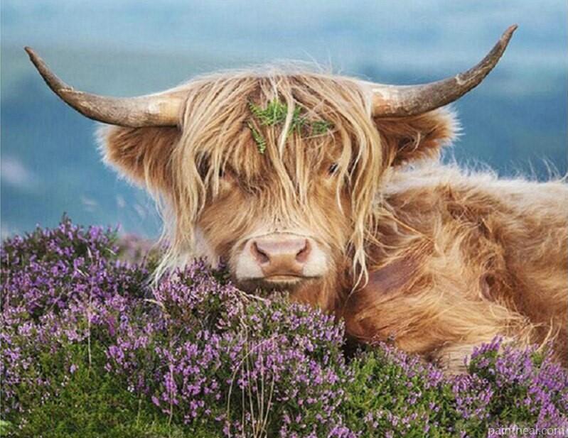 Highland Cow In The Heather Animals Painting By Numbers Kits