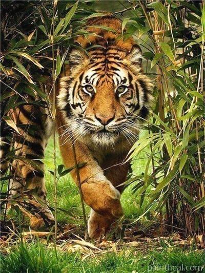 Tiger in The Bush Animals Painting By Numbers Kits