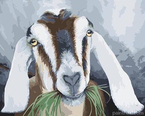 Goats eat grass Animals Painting By Numbers Kits