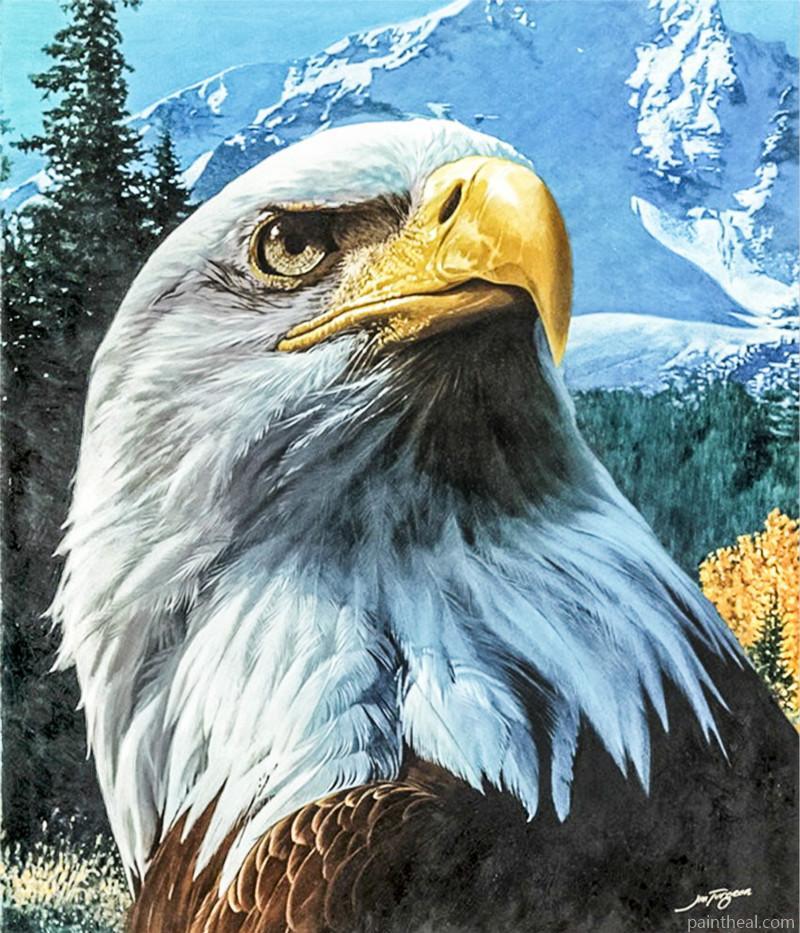 Eagle looks up Birds Painting By Numbers Kits