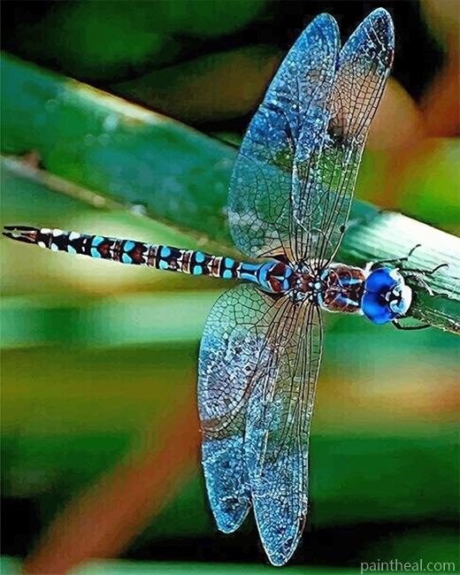 Colorful Dragonfly NEW Painting By Numbers Kits