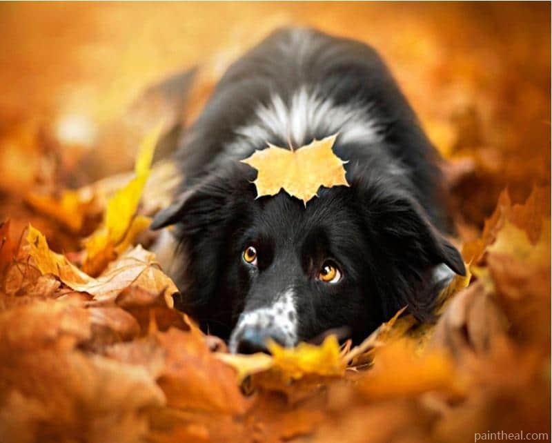 Border Collie and Leaves Animals Painting By Numbers Kits