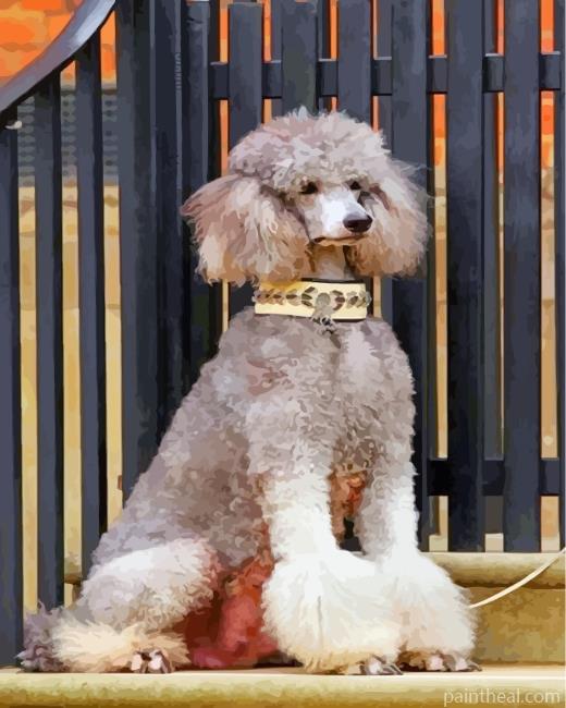 Grey Poodle Painting By Numbers Kits