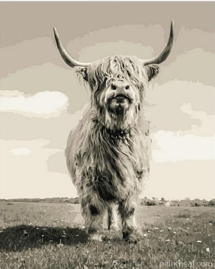 Highland Cattle Animals Painting By Numbers Kits