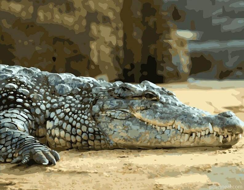 Lazy Alligator Animals Painting By Numbers Kits