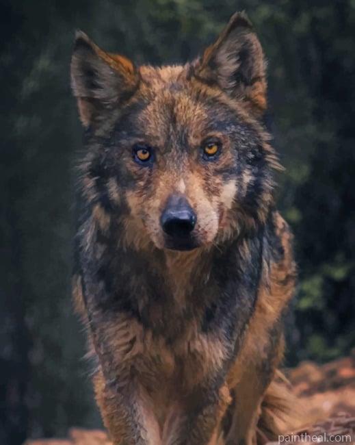 Black And Brown Wolf NEW Painting By Numbers Kits
