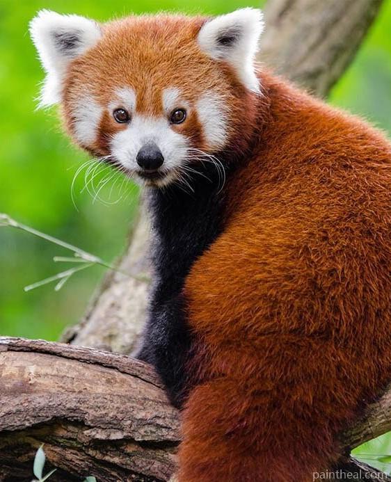 Red Panda Animals Painting By Numbers Kits