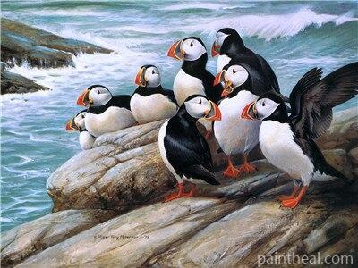 Puffins on Rock Birds Painting By Numbers Kits