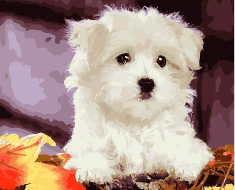 Bichon Frise Animals Painting By Numbers Kits