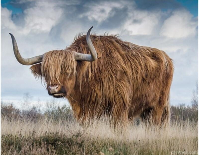 Highland Cow Animals Painting By Numbers Kits