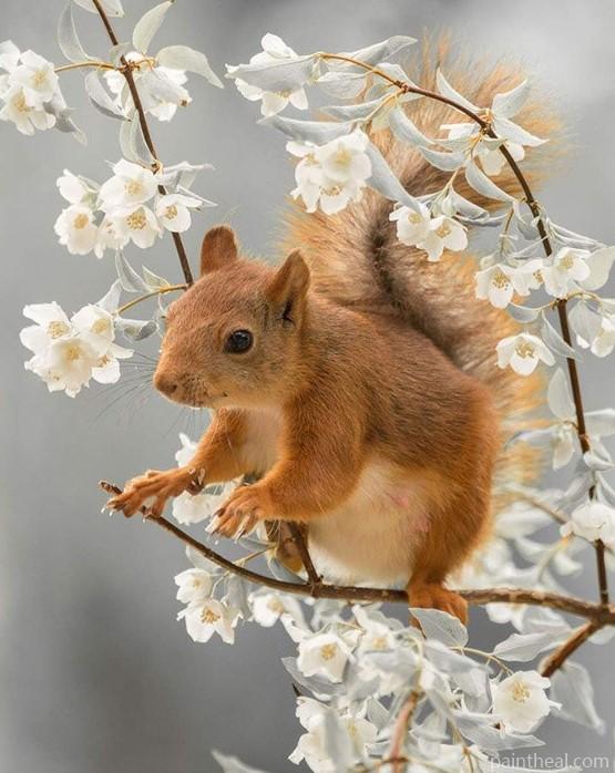 Cute Squirrel Animals Painting By Numbers Kits