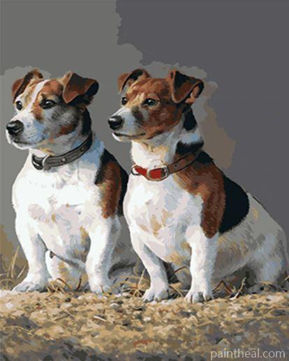 Jack Russell Dogs Animals Painting By Numbers Kits