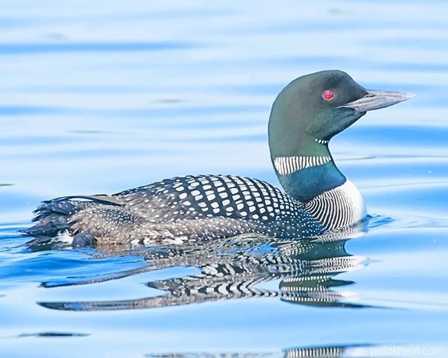Loon Bird NEW Painting By Numbers Kits