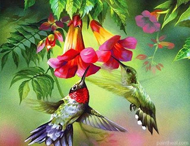 Hummingbirds Painting By Numbers Kits