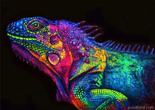 Glowing Chameleon Animals Painting By Numbers Kits