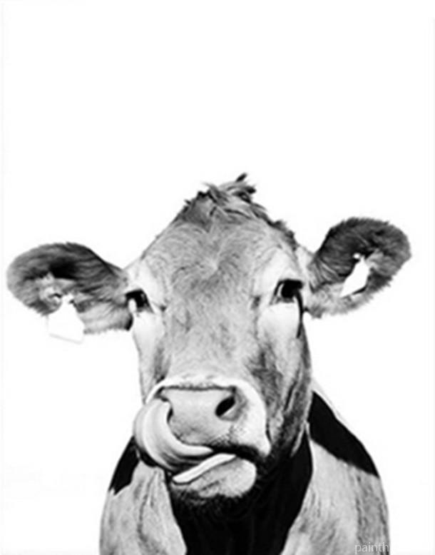 Black and White Cattle Animals Painting By Numbers Kits