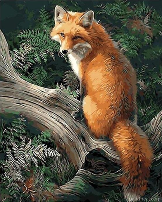 Fox Animals Painting By Numbers Kits