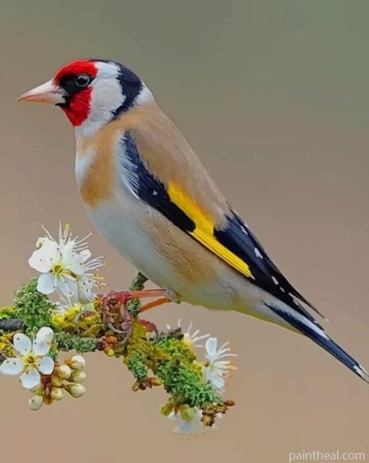 Beautiful Bird NEW Painting By Numbers Kits