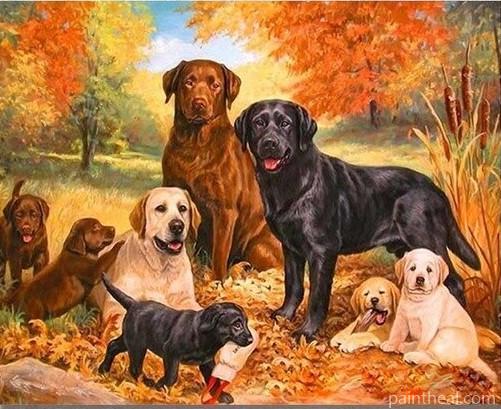 Labrador Dogs Animals Painting By Numbers Kits