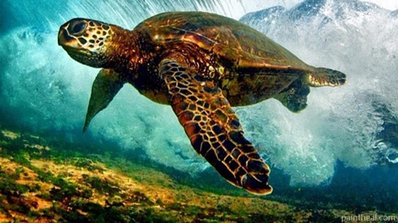 Sea Turtle Under Sea Animals Painting By Numbers Kits