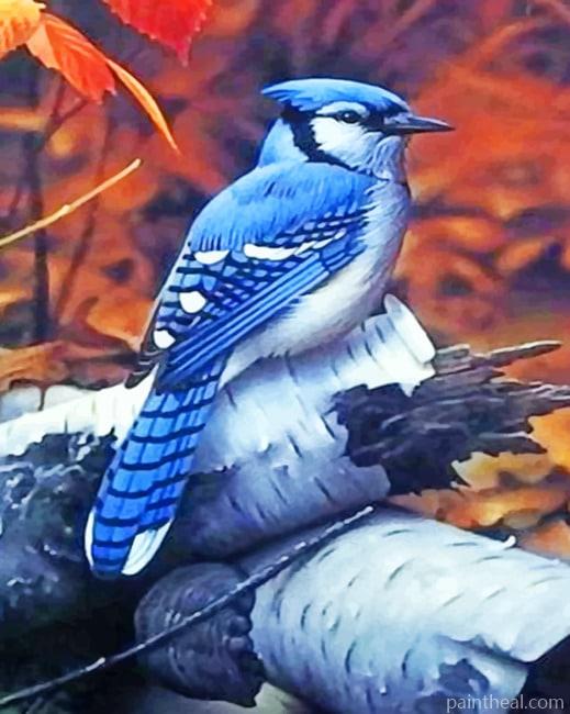 Blue Jay Birds Painting By Numbers Kits