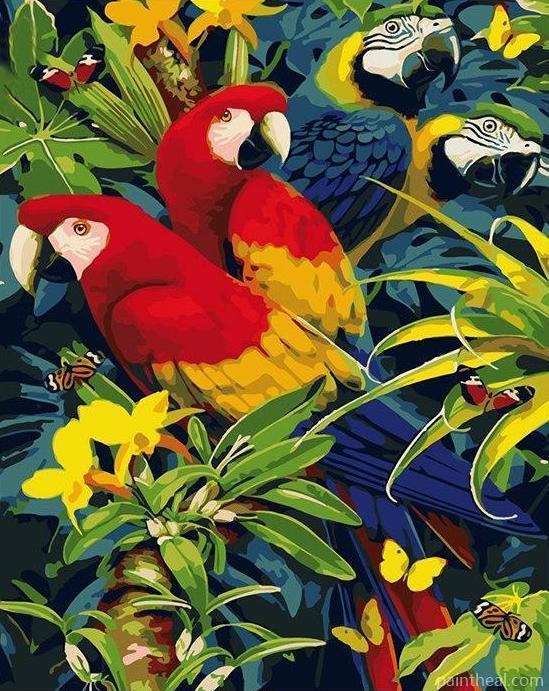Macaw African Parrots Birds Painting By Numbers Kits