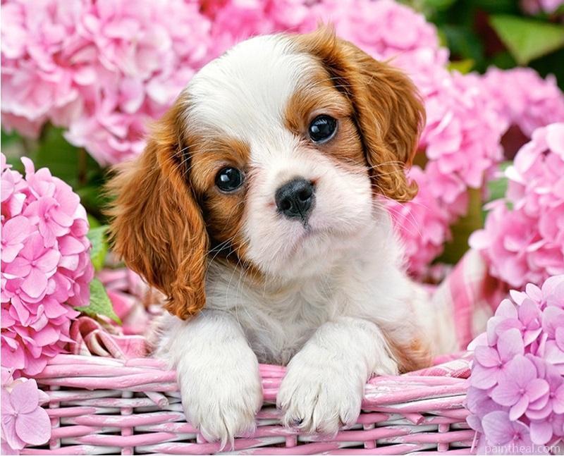 Dog in Flowers Animals Painting By Numbers Kits