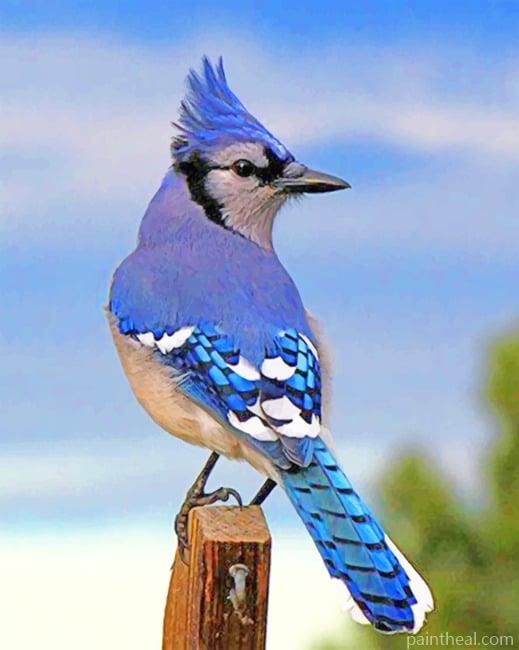 Blue Jay Bird NEW Painting By Numbers Kits