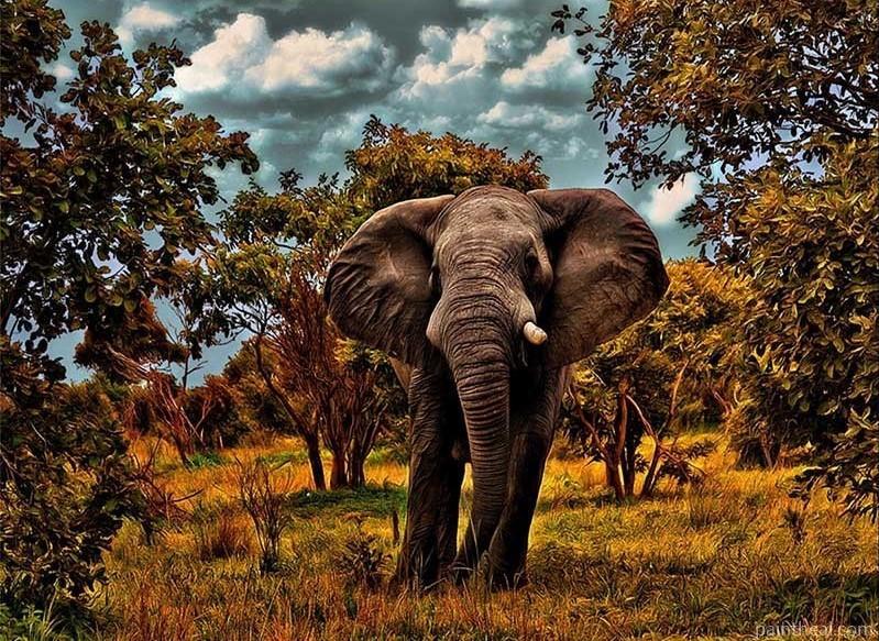 Wild Elephant Animals Painting By Numbers Kits