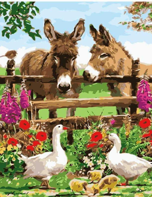 Donkeys In Farm Animals Painting By Numbers Kits