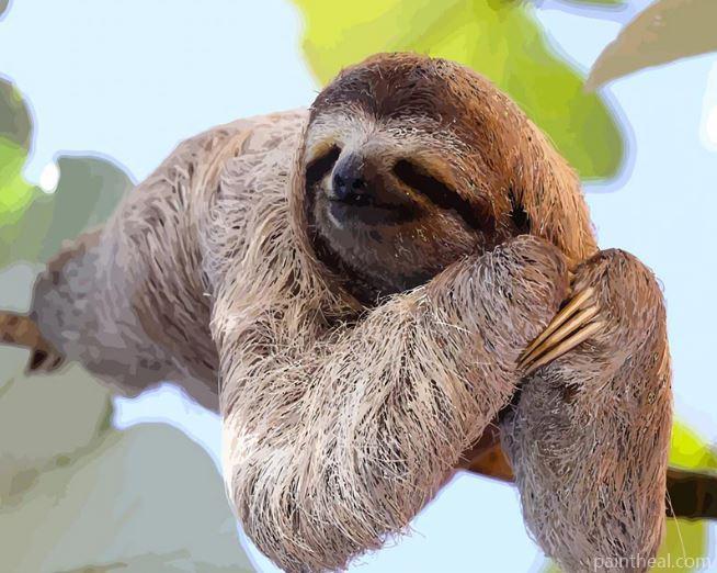 Sloth Laying on a Branch Animals Painting By Numbers Kits