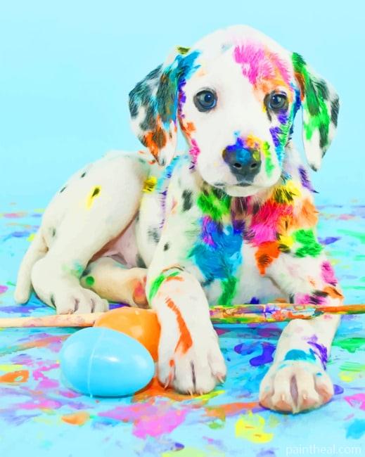 Colorful Puppy NEW Painting By Numbers Kits