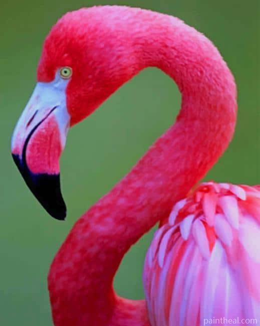 Pink Flamingo NEW Painting By Numbers Kits