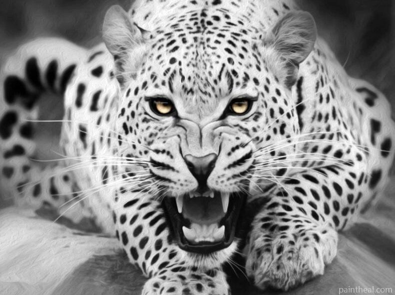 Black and White Tiger Animals Painting By Numbers Kits