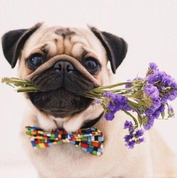 Pug Dog and Flowers Animals Painting By Numbers Kits