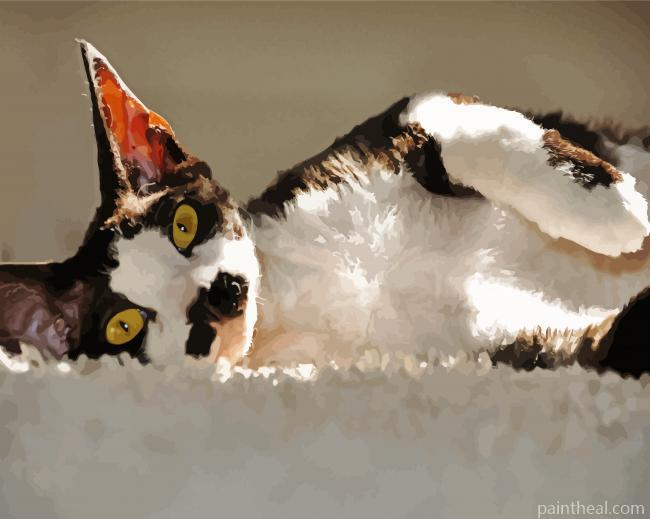 Black And White Cat Devon Rex Painting By Numbers Kits