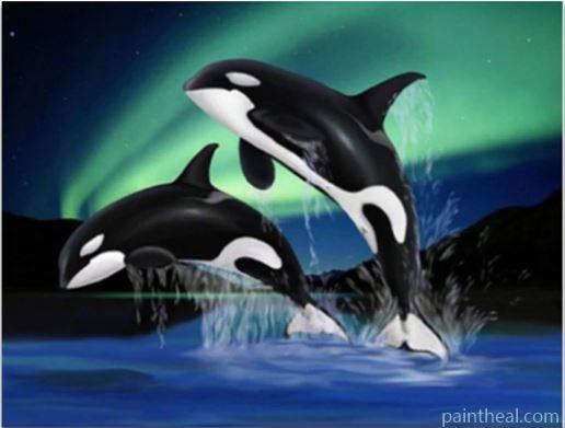 Dolphins Playing in Northern Lights Animals Painting By Numbers Kits