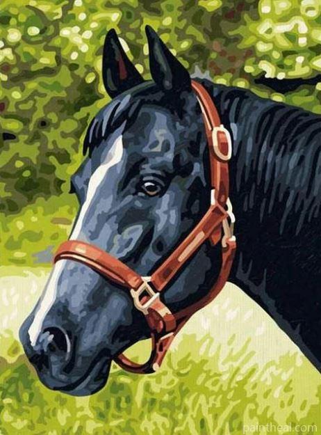 Black Horse Animals Painting By Numbers Kits